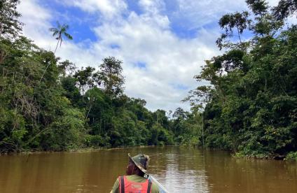Prélèvements sédiments de ruisseau, Guyane, géochimie