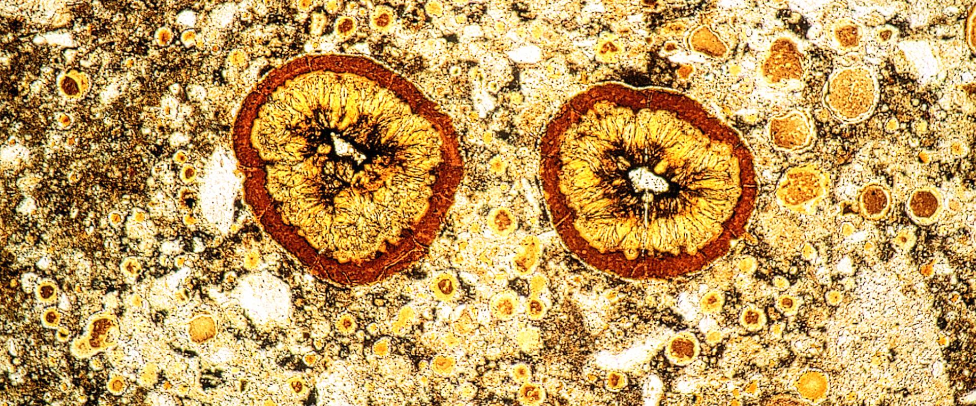 Lame mince de brèche d'impact de météorite, tombée à Rochechouart